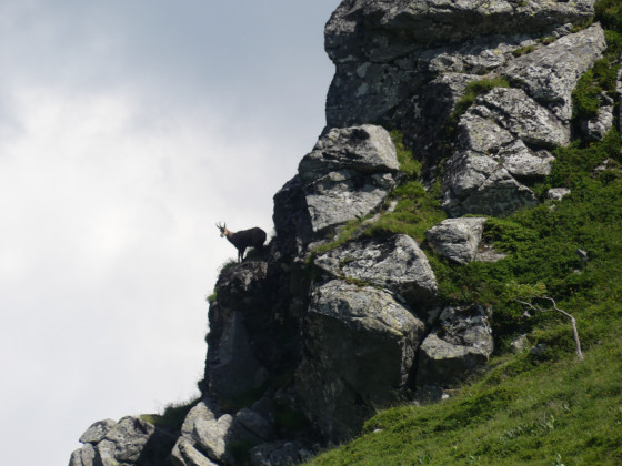 chamois sur rocher de Chamalière
