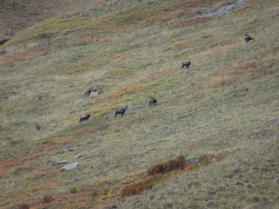 Chamois