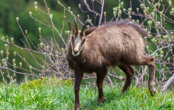 Chamois