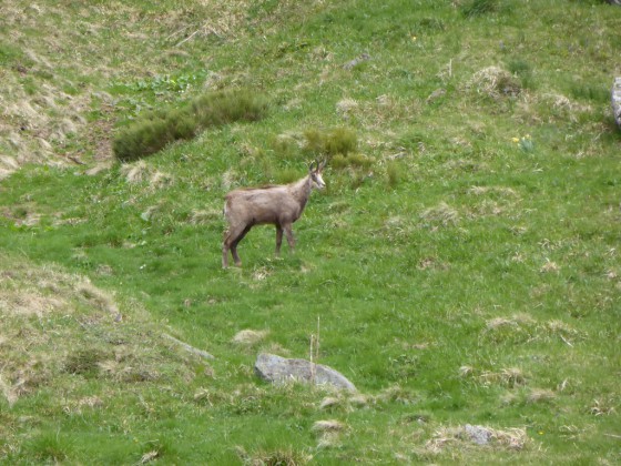 Chamois
