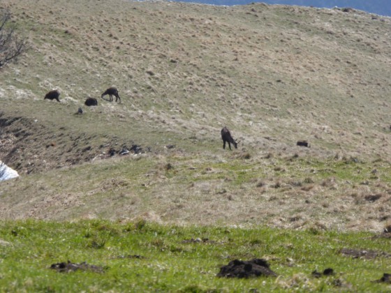 Chamois