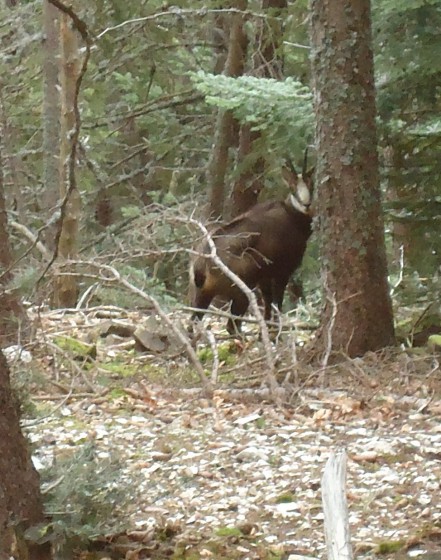 chamois