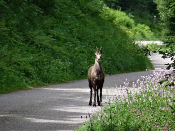 Chamois