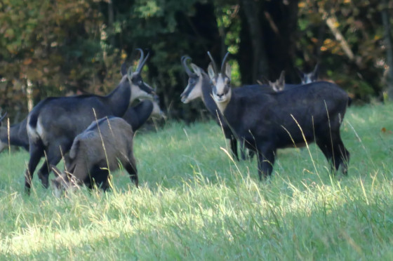 Chamois