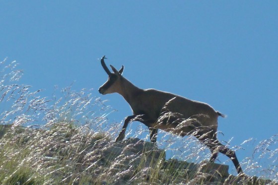 Chamois