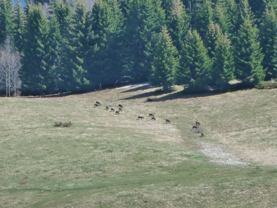 Chamois