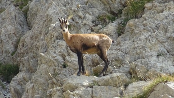 Chamois
