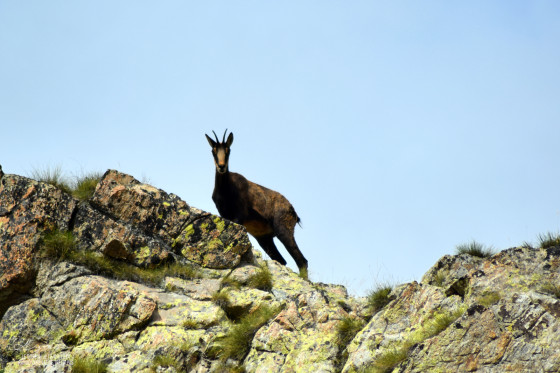 Chamois
