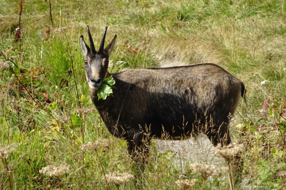 Chamois