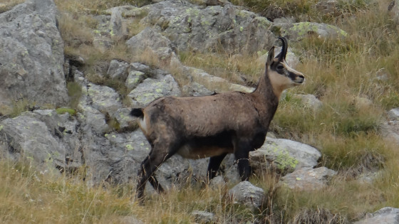 Chamois
