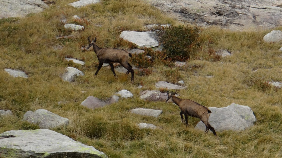Chamois