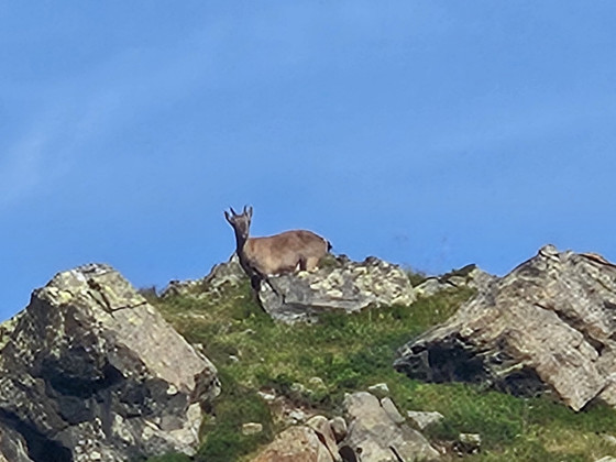 Chamois