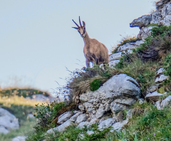 Chamois