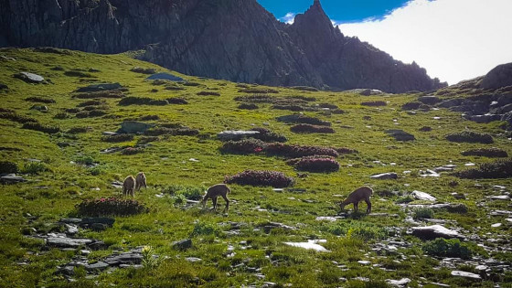 Chamois