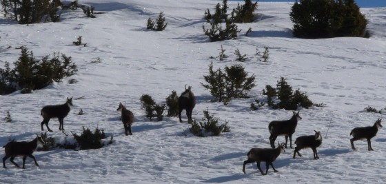 Chamois