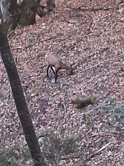 Chamoix dans la Bois Qu&eacute;mont