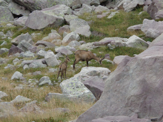 Chamois