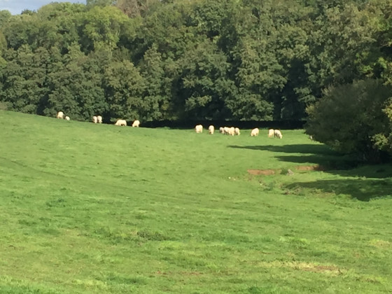 Prairie à proximité du Tourtout