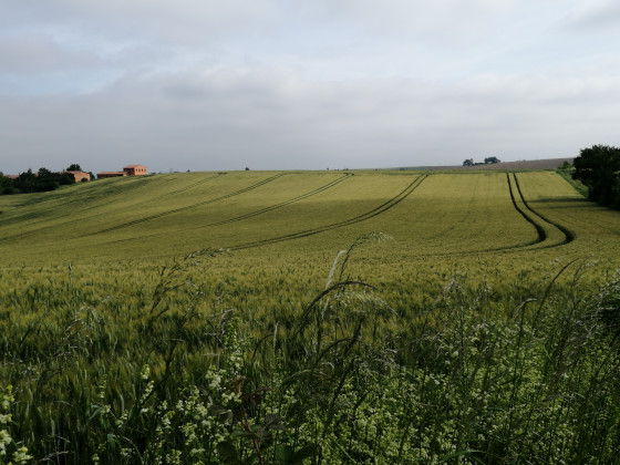 Champ après la vigne et la ferme de Saint Léger