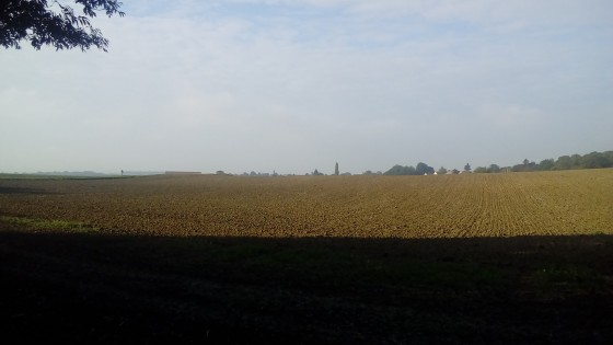 Champ cultivé