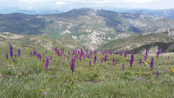 Orchidées