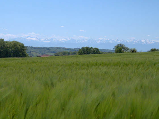 Champ d'orge dans le vent, en fond les pyrénées