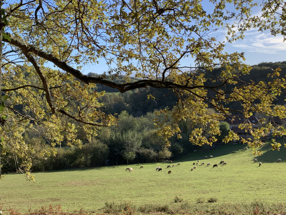 Champ dans la montée vers le Chemin de Massou