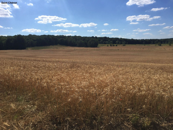 Champ de blé après St Chéron