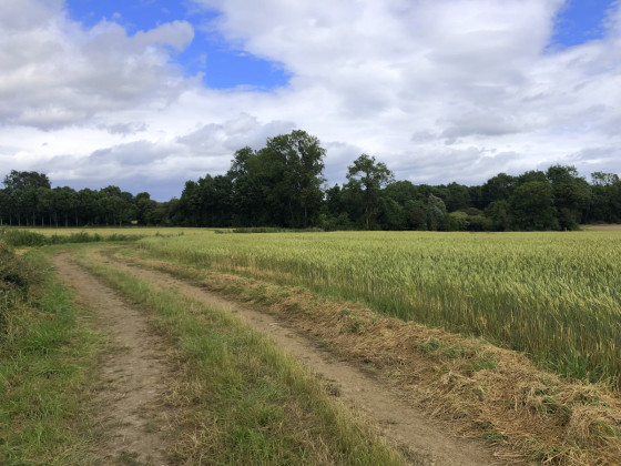 Champ de blé