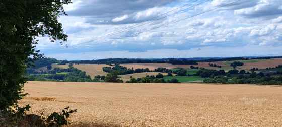 Champ de blé
