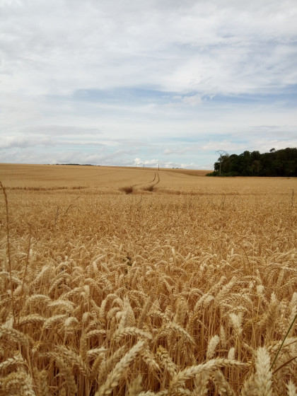 Champ de blé