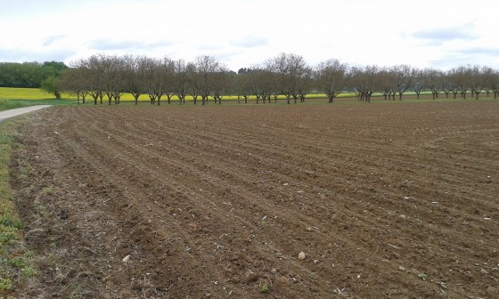 champ de colza et noyers