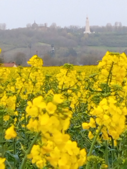 champ de colza et vu sur l'ossuaire de lorette