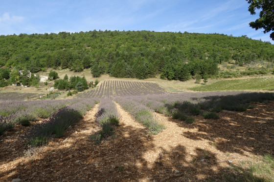 Champ de lavande