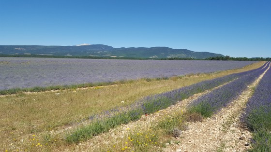 Champ de lavandes