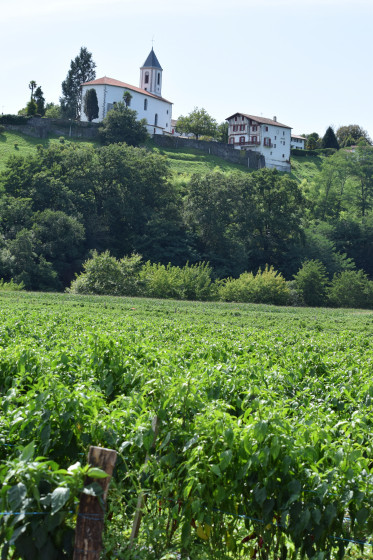 Champ de piments