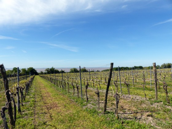 champ de vignes
