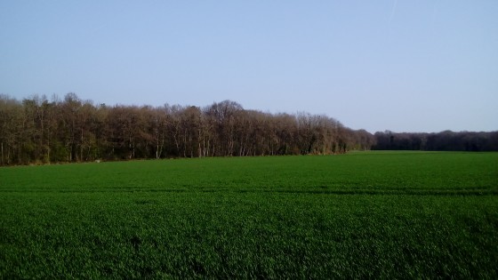 Champ et bois