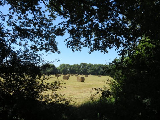 Champ près de l\'étang du Bois