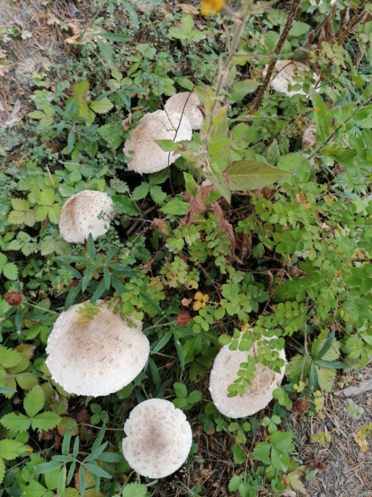 Champignons dans le bois des Rousses