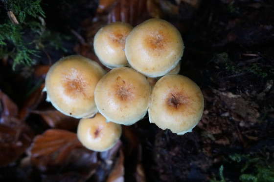 Champignons du Schauenberg