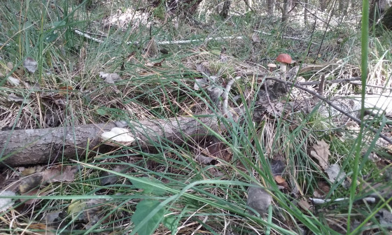 Champignons