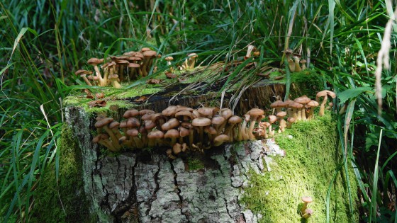 Champignons