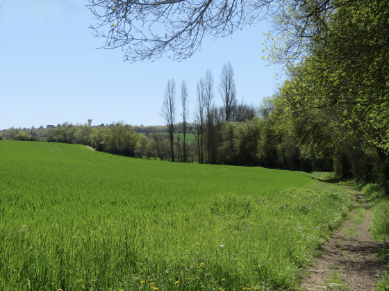 Champs de bl&eacute; en bordure de bois