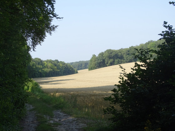 Champs de blé