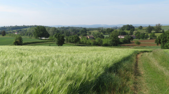 Champs de blé