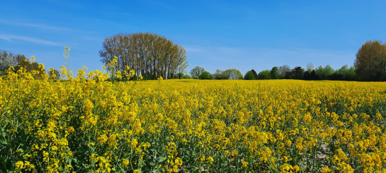 Champs de colza au printemps