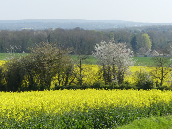 Champs de colza et arbres en fleur