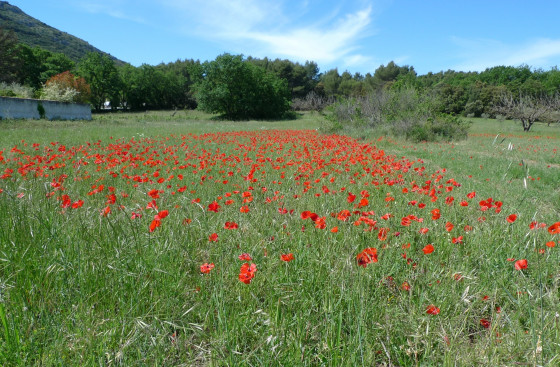 champs de coquelicots au départ du circuit.