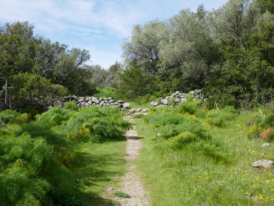 Champs de férule Champs de férule